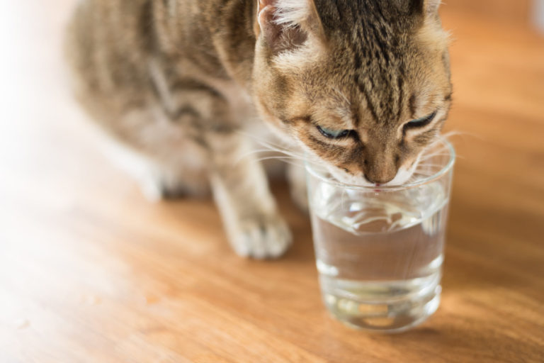 7 Signs That Your Cat Might Have Diabetes Vet After Hours