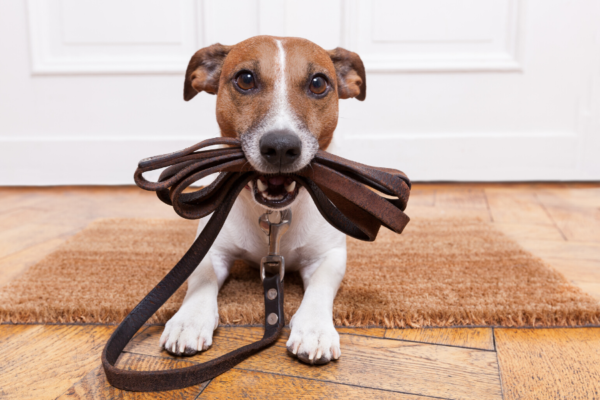 Step-By-Step Plan To Help Your Dog Cope With Easing COVID ...